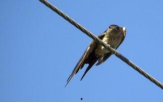 燕子不再归来,燕子不再归来的岁月变迁